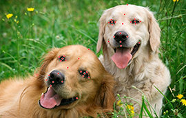 杏宇平台注册狗脸关键点标注技术引发行业关注